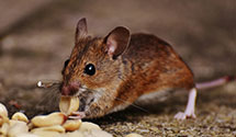 24 Hour & Emergency Exterminators in Pinkstaff, IL